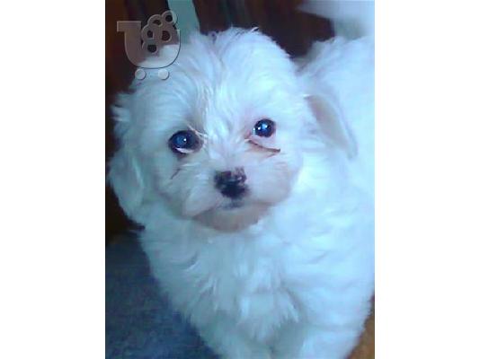 Jack Russell καθαροαιμα 6979314054 ΚΡΗΤΗ-ΑΘΗΝΑ-θεσσαλονικη